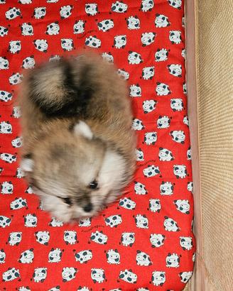 spitz tedesco nano ovvero volpino di pomerania 