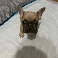 Cane bulldog francese