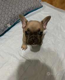 Cane bulldog francese