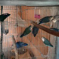 Pappagalli Inseparabili