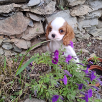 Cavalier king cucciolo maschio blenheim