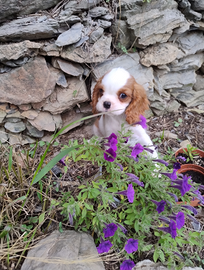 Cavalier king cucciolo maschio blenheim