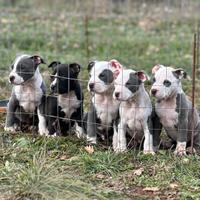 American pitbull terrier ukc