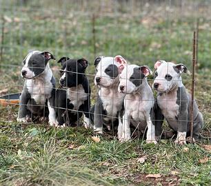 American pitbull terrier ukc