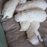 Cucciolata in casa cuccioli di maltese