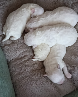 Cucciolata in casa cuccioli di maltese