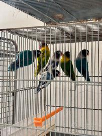 Animali
