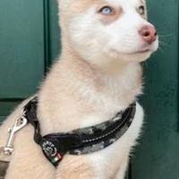 Cucciolo husky siberiano occhi azzurri