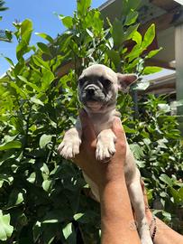 Bulldog francese blu fawn