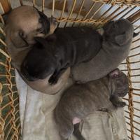 Bulldog francese nero vi bindgee esotico occhi blu