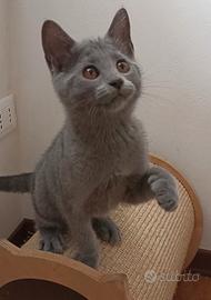 Cuccioli di pura razza certosino