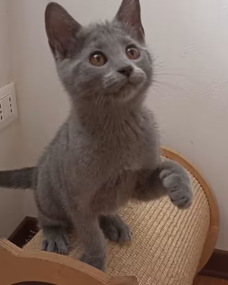 Cuccioli di pura razza certosino