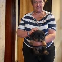 Cuccioli rottweiler