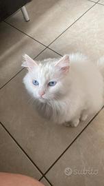 Gatto