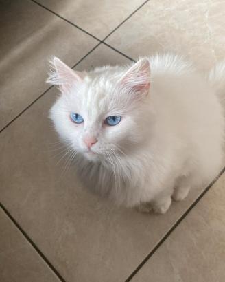Gatto