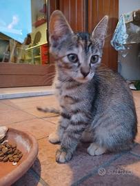 Gattine