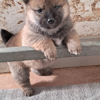 Shiba inu cuccioli