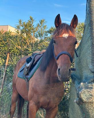 Cavallo psi castrone del 2022