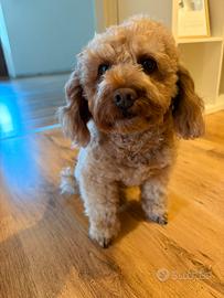 Barboncino nano di 5 anni