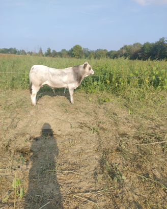 Toro per rimonta