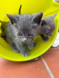 Cuccioli di gatto vari colori