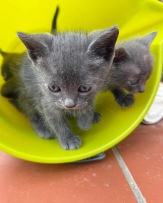 Cuccioli di gatto vari colori
