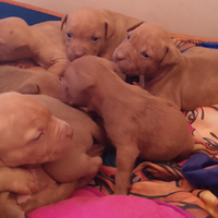 Pit bull terrier Red nose UKC