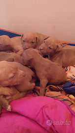 Pit bull terrier Red nose UKC