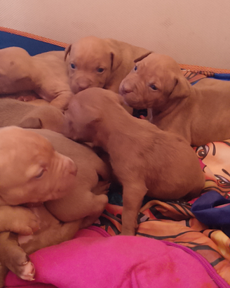 Pit bull terrier Red nose UKC