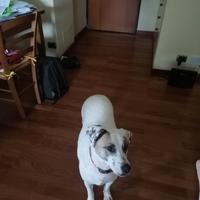 Cagnolina dolcissima in canile