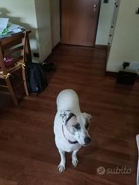 Cagnolina dolcissima in canile