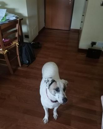 Cagnolina dolcissima in canile