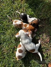 Jack Russel toy