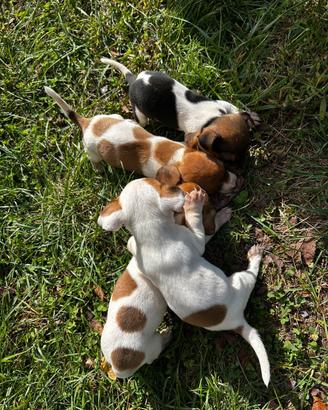Jack Russel toy