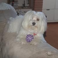 Cucciolo maltese