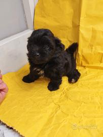 Maltipoo Mini Toy maschio