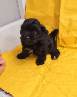 Maltipoo Mini Toy maschio