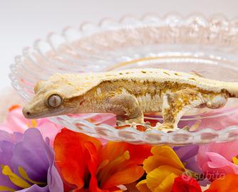 Geco Ciliatus