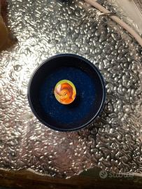 Anello cartone trilli