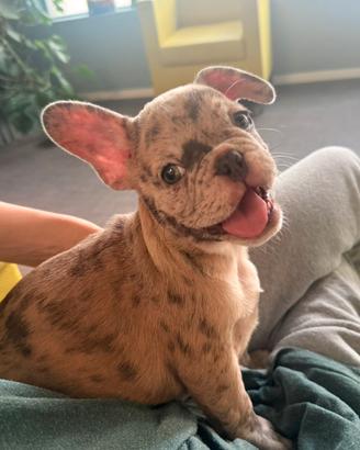 Cuccioli di Bulldog francese esotici linea ABKC