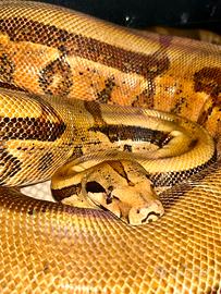 Boa imperator adulto