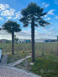 Palme 🌴