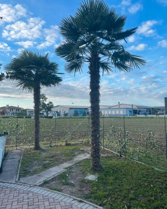 Palme 🌴