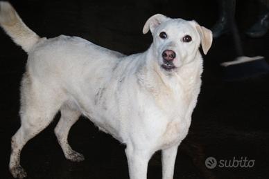 Panna,circa 3 anni simil labrador, mai una richies