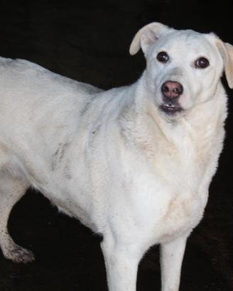 Panna,circa 3 anni simil labrador, mai una richies