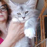 Maine Coon