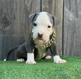 American pitbull terrier
