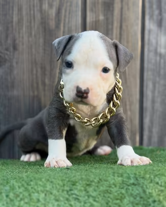American pitbull terrier