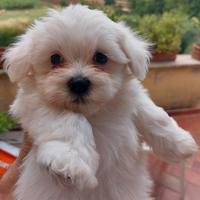 Cuccioli maltesi