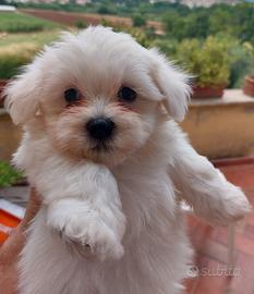 Cuccioli maltesi